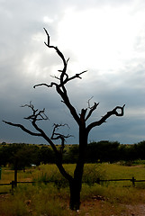 Image showing tree after lightening