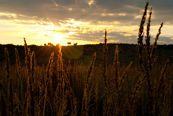 Image showing wheat in sunrise