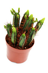 Image showing Cactus