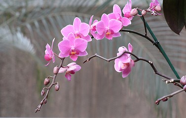 Image showing Delicate pink orchid flowers on a curved branch