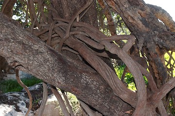 Image showing Knot of parasite vine on tree trunk