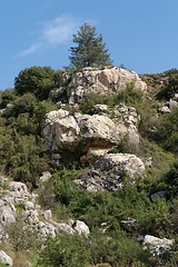 Image showing Lonely tree on top of weathered cliff in bright spring day