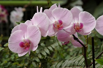 Image showing Delicate pink orchid flowers