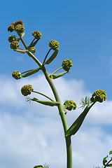 Image showing Aniseed plant against a blue sky