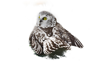 Image showing Owl (Aegolius funereus) 9