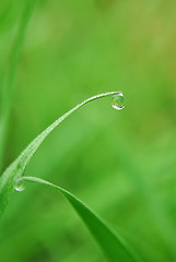 Image showing grass with water drops