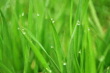 Image showing grass with water drops