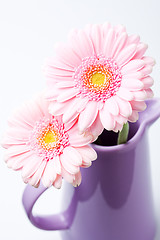 Image showing Gerbera flowers