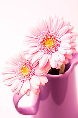 Image showing Gerbera flowers