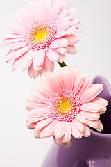 Image showing Gerbera flowers