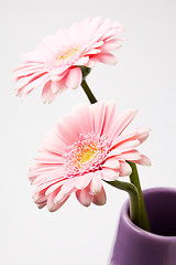 Image showing Gerbera flowers