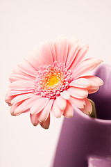 Image showing Gerbera flower