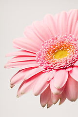 Image showing Gerbera flower