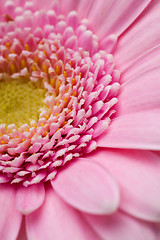 Image showing Gerbera flower