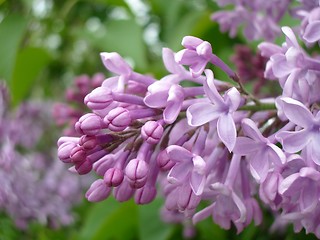 Image showing Lilacs