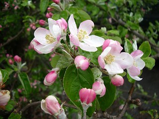 Image showing Apple blossom