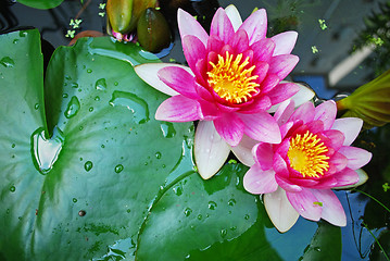 Image showing water lily