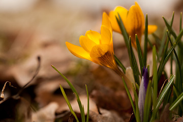 Image showing yellow crocus