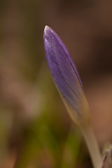 Image showing blue crocus bud