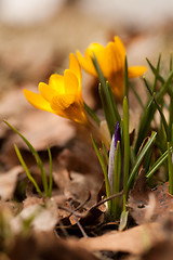 Image showing yellow crocus