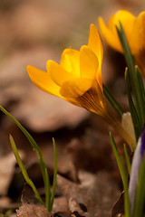 Image showing yellow crocus