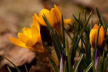 Image showing yellow crocus