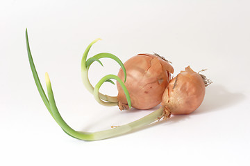 Image showing Onions