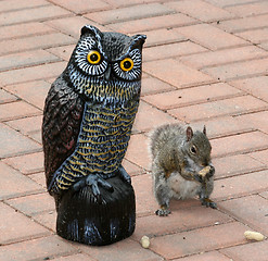Image showing Owl and Squirrel