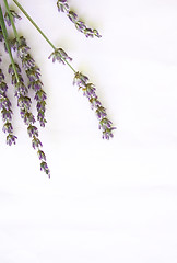 Image showing bunch of lavender flowers isolated on white as background