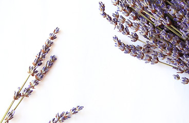 Image showing bunch of lavender flowers isolated on white