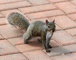 Image showing Strolling Squirrel