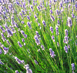 Image showing Lavender flowers as background 