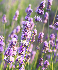 Image showing Lavender flowers as background 