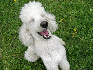 Image showing Laughing Dog