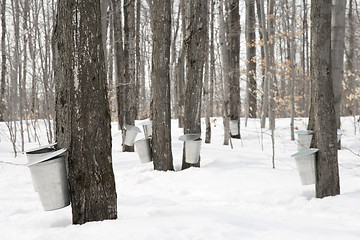 Image showing Maple syrup production