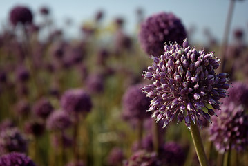 Image showing Purple Flower