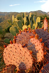 Image showing Proud Pink Cactus