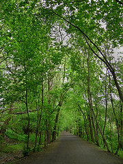 Image showing Ravine Path