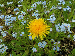 Image showing Weed among Flowers