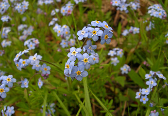 Image showing Wild Purple Flower