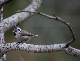 Image showing crested tit