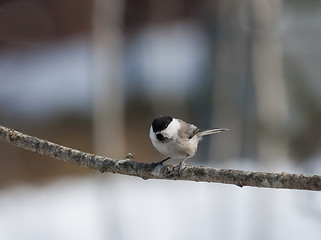 Image showing Marsh tit