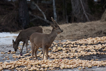 Image showing feeding deer