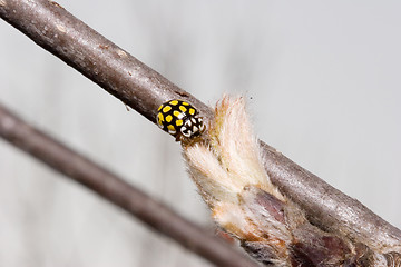 Image showing Ladybird on bud of ash