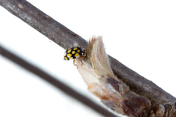 Image showing Ladybird on bud of ash