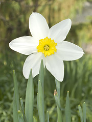 Image showing daffodil