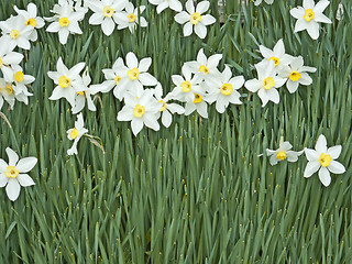 Image showing daffodil