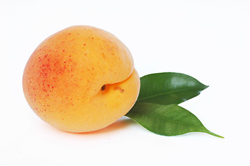 Image showing Apricot