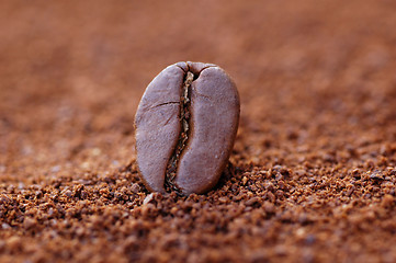 Image showing Coffee Bean