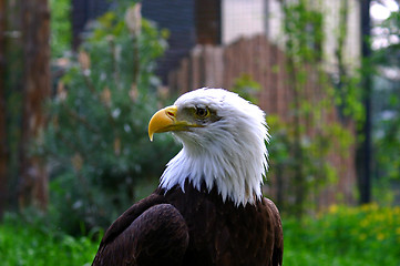 Image showing eagle half face